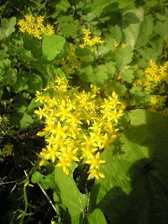 �~�b�N�X�t�����[