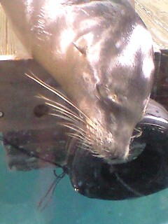 �A�U���V�H