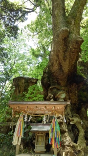 �M�C���{�_�Ђ̑��