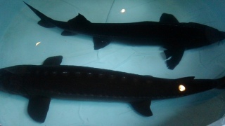 �E�씪�C�����Ȋ�