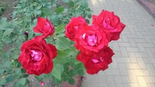 �ʐ^�̐���