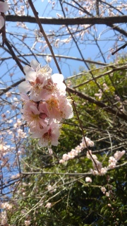 �t�����͂�